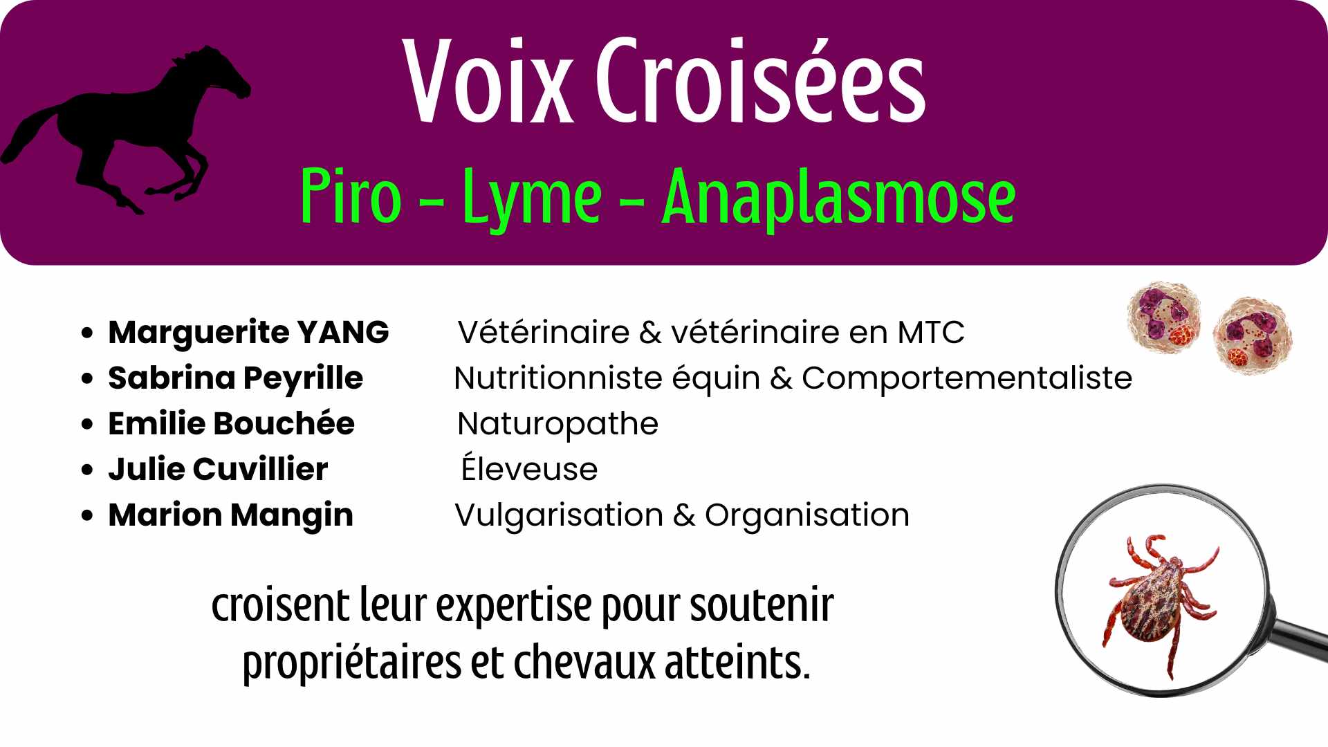 Copie de Les ulcères gastriques